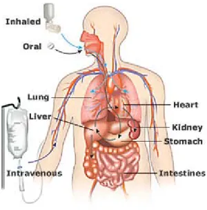 Figure 1.1: Drug administration and transport in the body. 