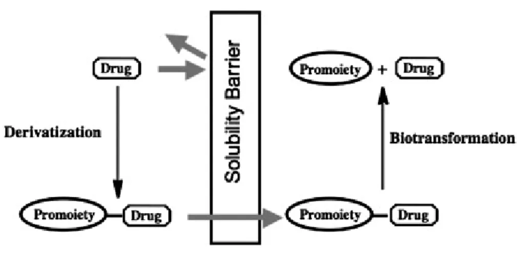 Figure 1.5: An illustration of the prodrug concept (Stella 2007). 