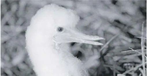 Fig. 3. Poussin de fou brun Sula leucogaster présentant une difformité du  bec. DZ 1, Ile Hunter, 12 décembre 2004