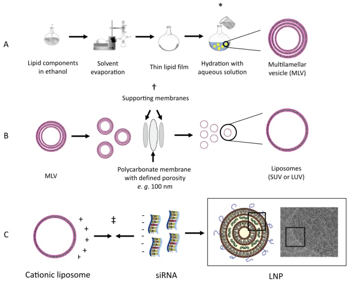Figure 11. –   Stepwise representation of LNP preparation by combining preformed liposomes  with  siRNA