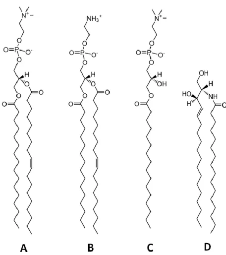 Fig. 1.4: The structure and main phase transition temperature of (A) POPC, T m  = -2.6  o C (15), (B)  POPE, T m  = 25  o C, (C) 16:0 LPC, T m  = 3.4  o C (16), and (D) CerC16, T m  = 91  o C (17)