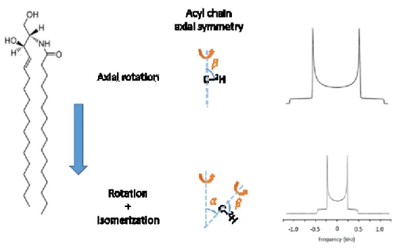 Fig.  1.9:  A  schematic  representation of the  effect  of  different  C‒ 2 H  motions  along  a  lipid  acyl  chain on the powder patterns