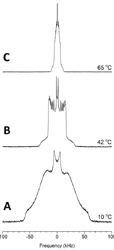 Fig. 1.10: The  2 H-NMR spectra of L β  (A), L α  (B), and H II  (C) phases of a POPE-d 31 /CerC16 90/10  mol% dispersion