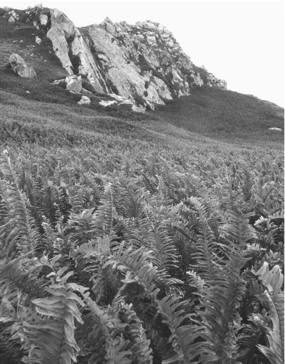 Fig. 1.  Site de la colonie de pétrels à ailes noires (Pterodroma nigripennis) sur Hunter, sur le flanc  sud du pic principal (20 janvier 2009)
