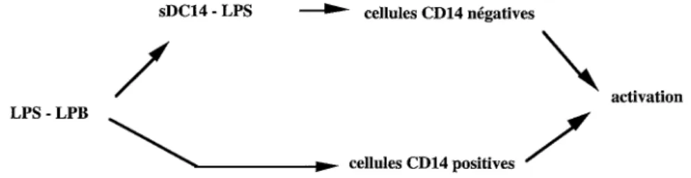 Fig. 4-2 Mécanismes d'activation cellulaire impliquant le LPS.