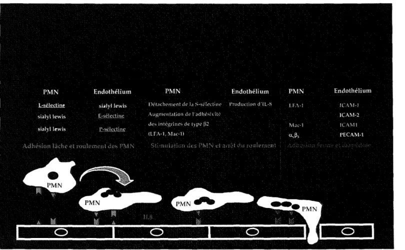 Figure 1-1 - Mécanismes aboutissant à l'extravasation des polynucléaires dans les tissus infectés.