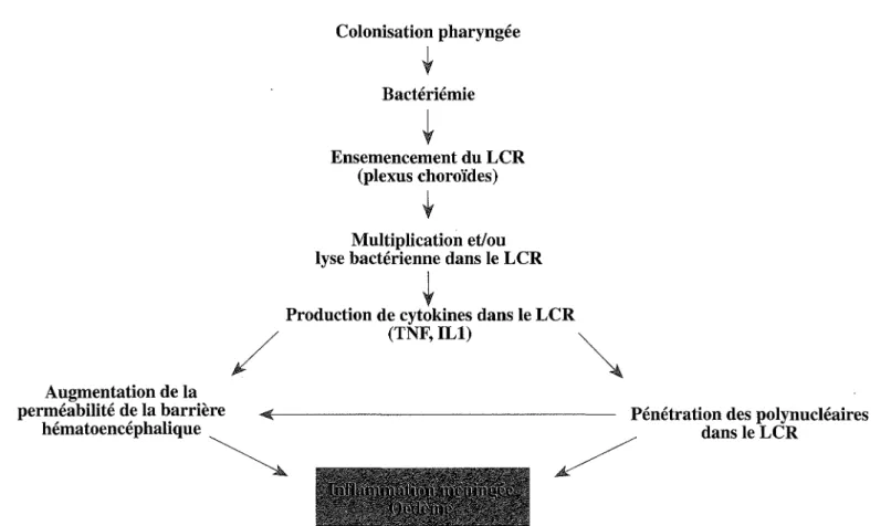 Figure 1-2 - Principales étapes de la physiopathologie des méningites bactériennes.