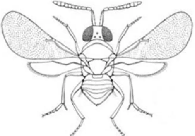 Figure 6 : Ooencyrtus pityocampae    