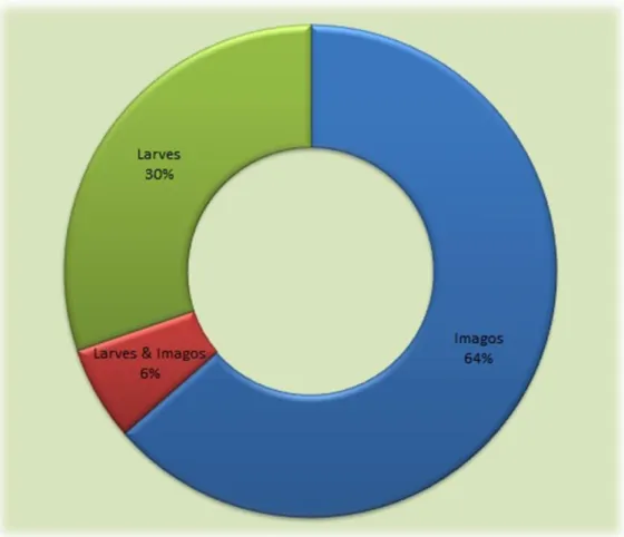 Figure  9  :  Schéma  récapitulatif  nous  montrant  la  proportion  du  nombre  d'espèces  récoltées  parmi les larves et les imagos de Gracillariidae