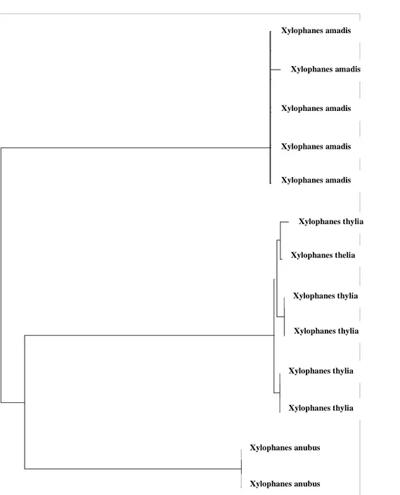 Figure 2: Réalisation d'un arbre phylogénétique 