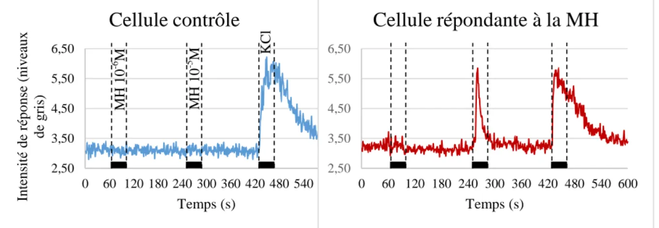 Figure  12  –  Champ  cellulaire  enregistré  a)  Exemple  d’un  champ  de  lamelle  observé  au  microscope  à  contraste  de  phase  –  barre  d’échelle : 200µm, b) Gros plan sur l’encadré de  la partie a, c) Traçage d’une ROI sur une cellule