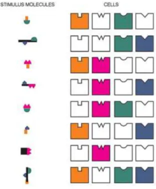 Figure 16 – Schéma du code combinatoire  du système olfactif. A gauche, les différents  odorants  et  leurs  différents  groupements  fonctionnels  en  couleur,  et  à  droite  les  récepteurs spécifiques à ces groupements 