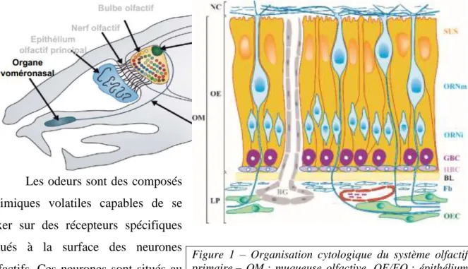 Figure  1  –  Organisation  cytologique  du  système  olfactif  primaire –  OM :  muqueuse  olfactive,  OE/EO :  épithélium  olfactif,  SES :  cellules  de  soutient,  ORNm :  neurones  olfactifs matures, ORNi : neurones olfactifs immatures 