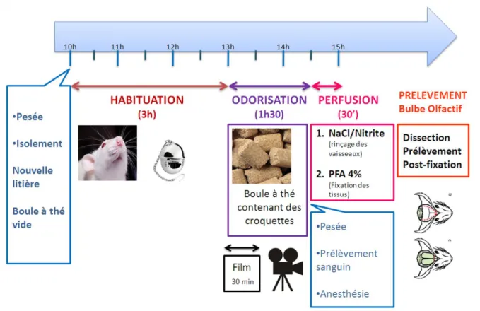 Figure 2 :  Protocole  d’odorisation  pour  l’activation  glomérulaire [15] 