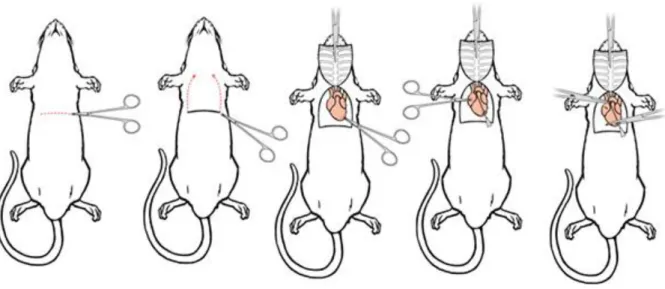 Figure 3 : Etapes de dissection et de perfusion du rat [17] 