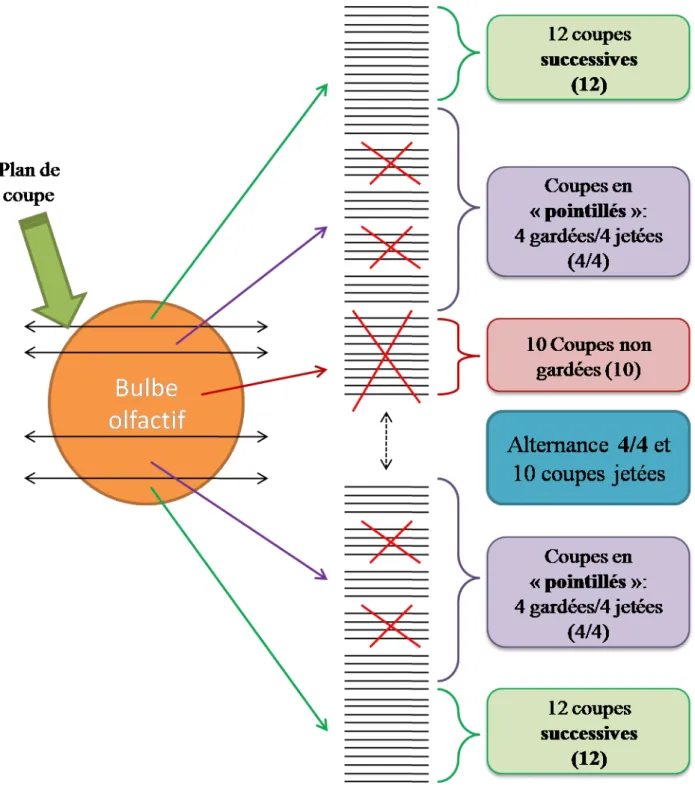 Figure 6 : Plan de coupe au cryostat 