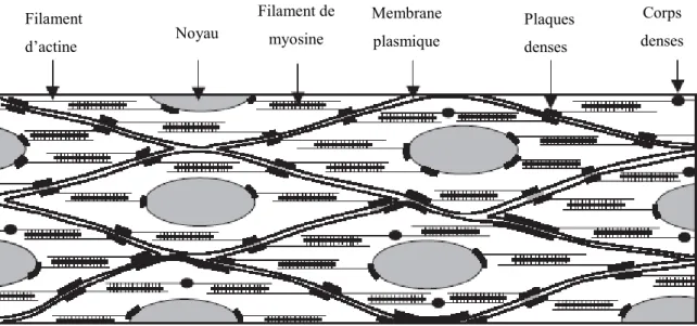 Figure 1 : Organisation des cellules musculaires lisses  