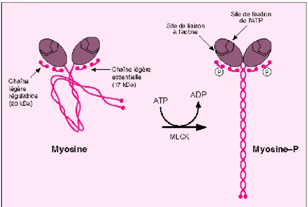 Figure 3: Phosphorylation de la myosine 