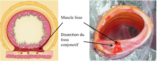 Figure 5 : Localisation du muscle lisse trachéal prélevé 