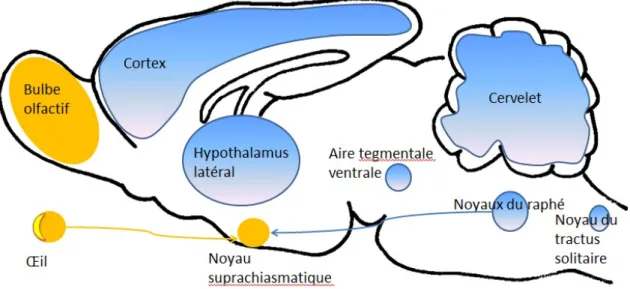Figure 1 : Principaux supports cérébraux du rythme nycthéméral chez le rat.