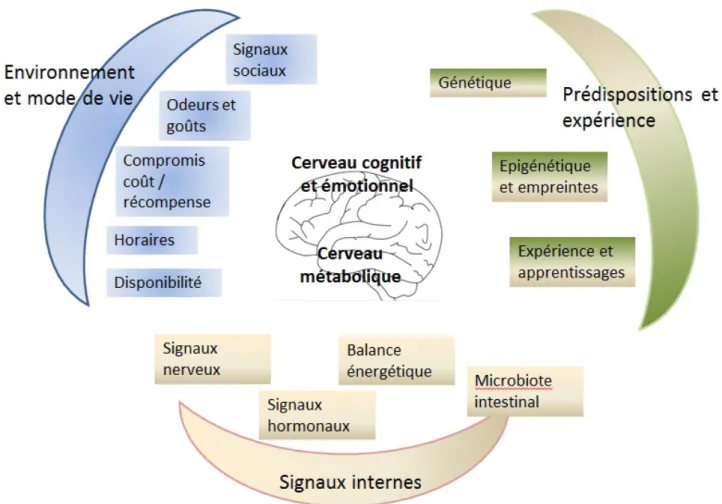 Figure  2  :  La  régulation  nutritionnelle  résulte  de  la  prise  en  compte  par  le  cerveau  d'un  grand  nombre  de  facteurs  environnementaux,  internes,  innés et  acquis