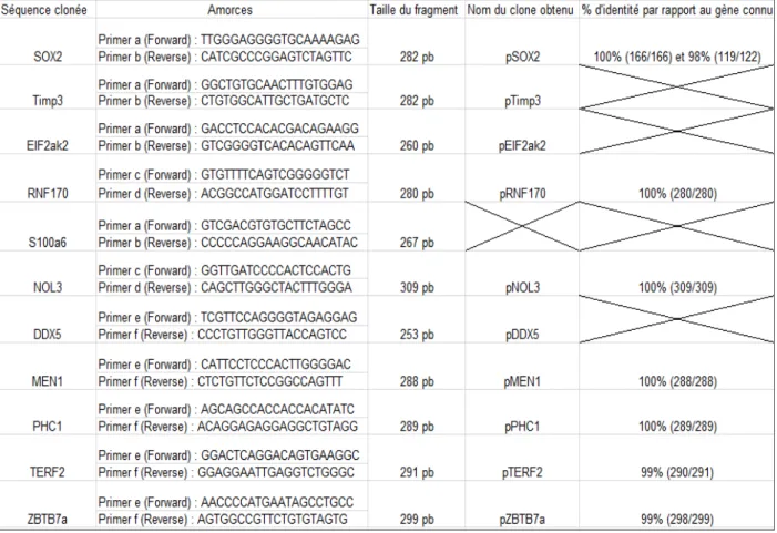 Tableau  1 :  Récapitulatif  des  gènes  candidats  ciblés,  des  amorces  choisies  et  des  fragments  amplifiés  par  PCR  ainsi  que  des  clones  créés  dans  pGEM-T  et  les  pourcentages  d’identité  des  séquences clonées par rapports aux gènes séq