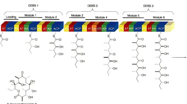 Figure 7: Predicted domain organization and biosynthetic intermediates of 6- 6-deoxyerythronolide 3 synthase (DEBS).22