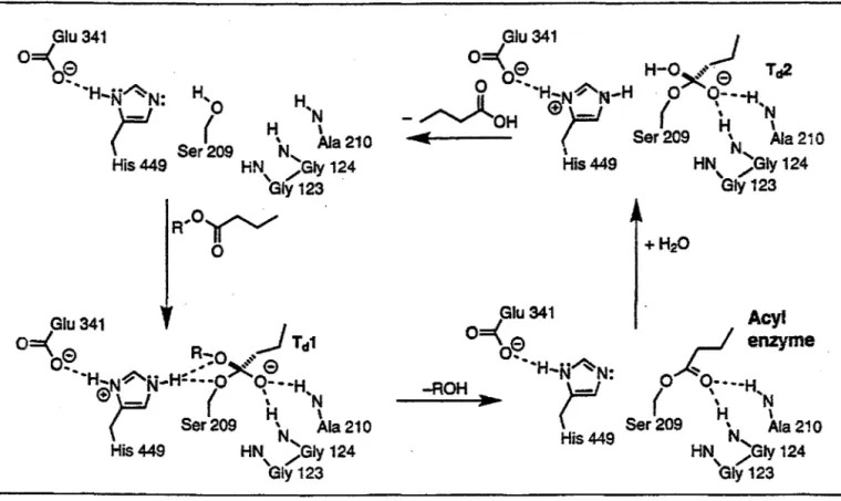 Figure  A.1.3.2.a:  Cycle catalytique de  l'hydrolyse  du  butyrate d'alkyle  par  la  lipase de  Candida rugosa  (tirée de Kazlauskas  1994)