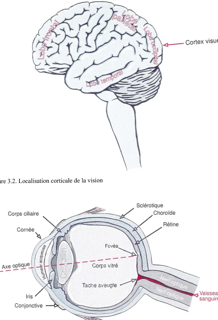 Figure 3.3. Coupe transversale de l'oeil humain 