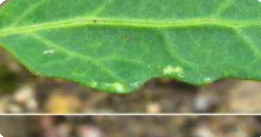 Figure 05: Feuille du quinoa (Touati I., 2018). 