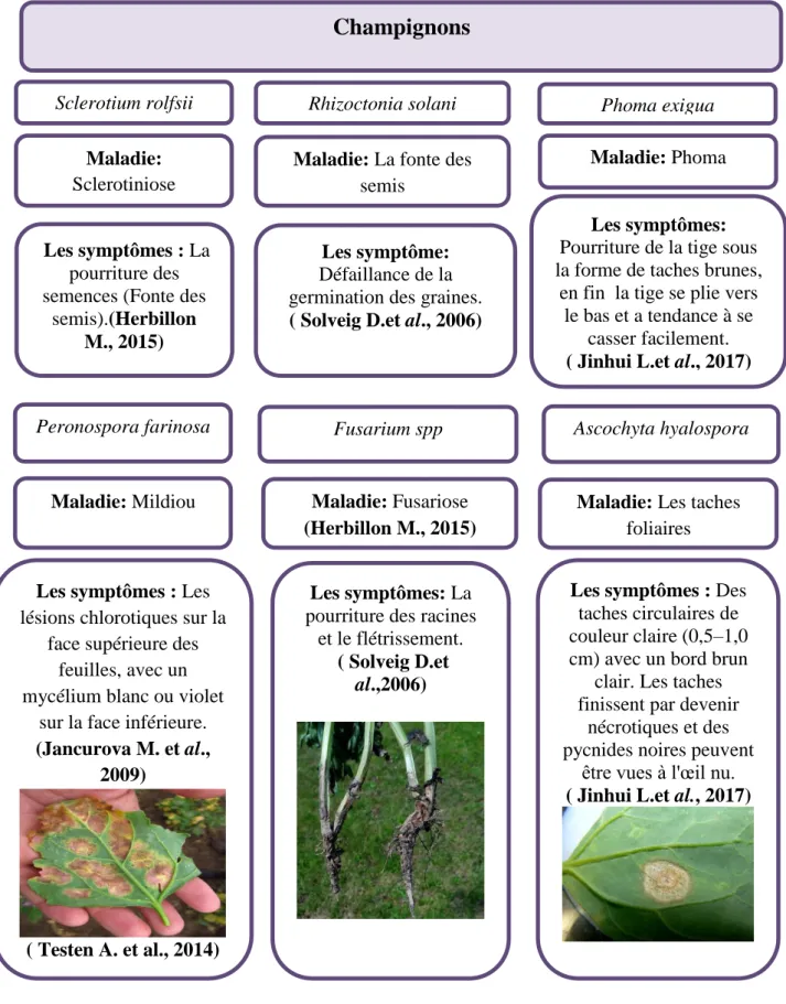 Figure 11: Les champignons qui affectant le quinoa 