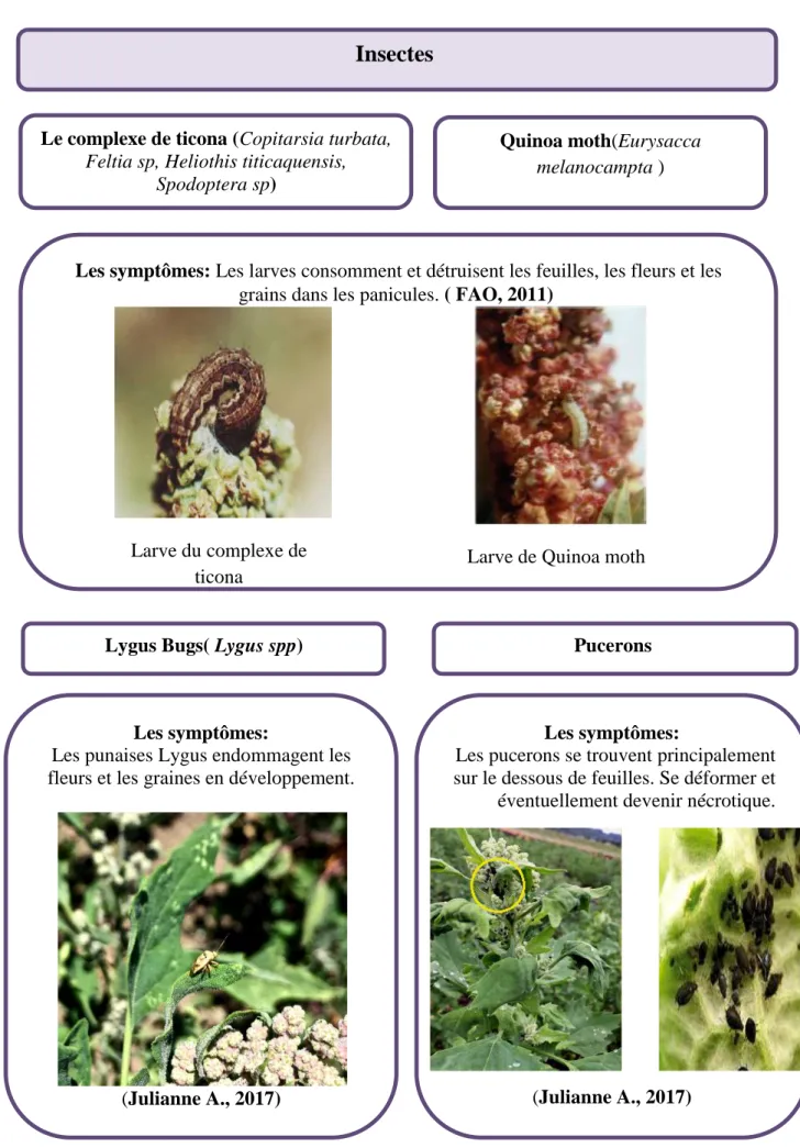 Figure 14: Les insectes qui affectant le quinoa Le complexe de ticona (Copitarsia turbata, 