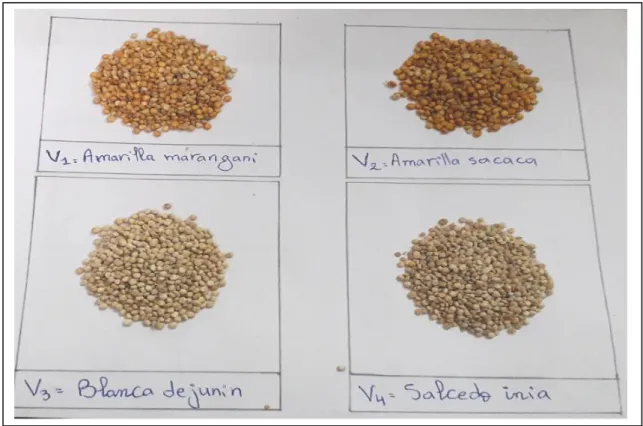 Figure 18: Semences des quatre variétés de quinoa (Djedei S. et Merabet R., 2018). 
