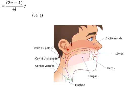 Figure 1 : trajet depuis les cordes vocales jusqu’aux lèvres, permettant d’évaluer la distance l