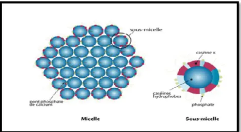 Figure 03 : Représentation de la micelle de caséine avec sous-unités selon le modèle de  (SCHMIDT., 1980)