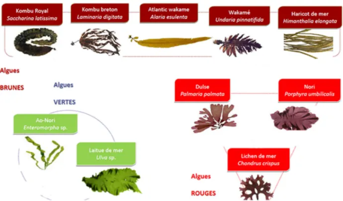 Figure  10  –  Quelques  exemples  de  macro-algues autorisées  pour  l’alimentation  humaine  et  récoltés sur  les côtes  bretonnes [4] 