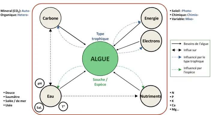 Figure  13  –  Représentation schématique  d’un  réacteur de  culture  de  micro-algues  et  des besoins  de  l’algue  selon  son type trophique 
