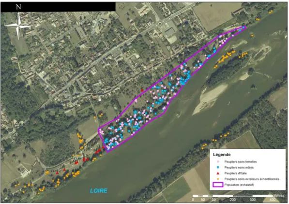 Figure 2 : Photo aérienne du site expérimental de St-Ay (Loiret) sur lequel ont été analysés les  flux de pollen entre peupliers d’Italie et peupliers noirs sauvages