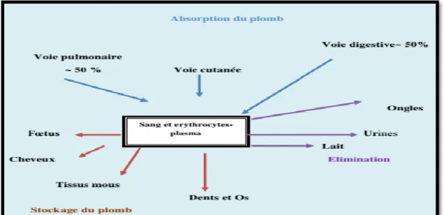 Figure 02: répartition du plomb dans l’organisme (Insserm, 1999).