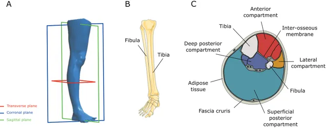 Figure 2.1: A - Anatomical planes, B - Bones in the lower leg, C - Cross section of the lower leg (adapted from [Braus 21])