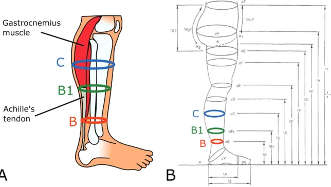 Figure 2.7: Locations of measurement points on the leg; 1 - Anatomy ; 2 - Standard [Pre- [Pre-standard 01]