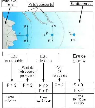 Figure  1  :  Les  différents  états  de  l'eau  en  lien  avec  les  forces  s'appliquant sur l'eau et la porosité (Gobat et al, 2010)