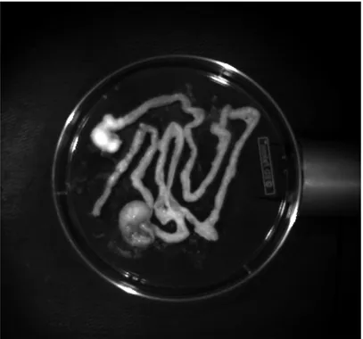 Fig.  15.  Dissection  anatomique  de  souris  (estomac,  intestin  grêle  et  colon)  lors  des  essais  de  fluorescence (JL COLL, Institut Albert Bonniot).