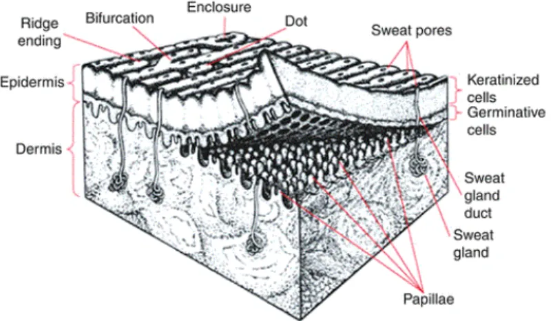 Figure 1.13 – Structure de la peau à la surface du doigt. Source : [117]