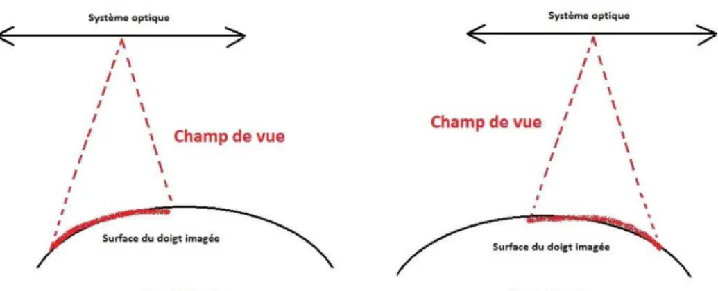 Figure 2.11 - Présence de bandes dans une image d'empreinte obtenue avec notre système SS-OCT