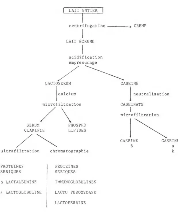 Figure  6.  LAIT  ENTIER  1  centrifugation     -1  LAIT  ECREME  acidification l  empresurage  / ~  CREME  LACTOSERUM  CASEINE  25