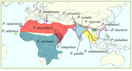 Figure 01: Répartition géographique du palmier dattier Phoenix dactylifera L dans le  monde et en Afrique (Muriel et al., 2013) 
