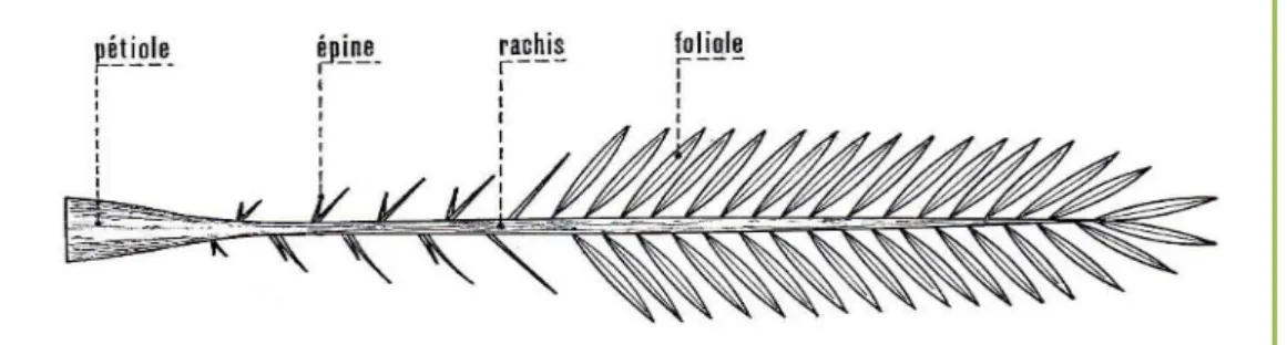 Figure 04 : Schéma d'une palme (Munier, 1973) 