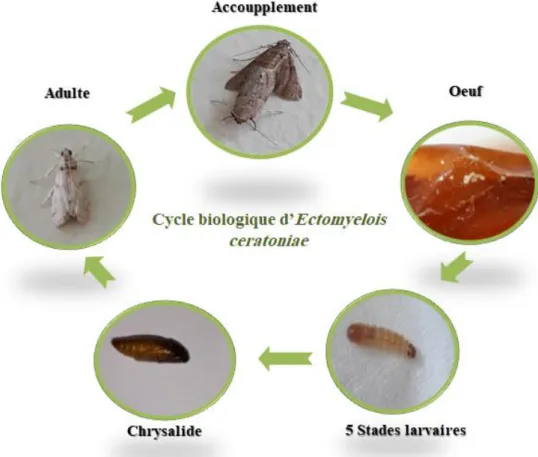 Figure 14:  Cycle biologique d’Ectomyelois ceratoniae (Original, 2018) 