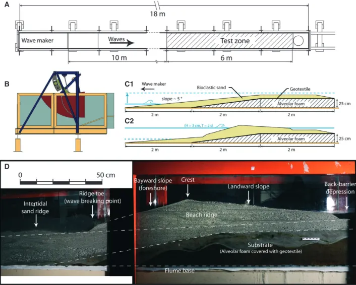 Fig. 5. Experimental set-up. (A) Plan view of the wave flume, showing the position of the test zone